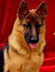 ������ ��� Sarmat / ���������� �������