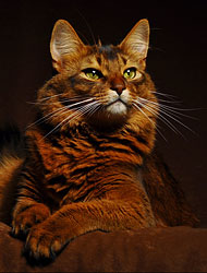 ������ ��� ������� / ���������� �������