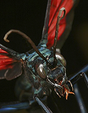 ������ ��� Myrmecia