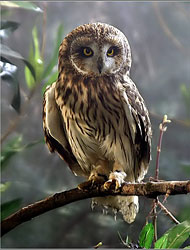 ������ ��� ������� / ���������� �������